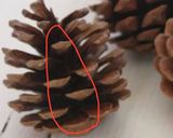 材料2つ！クリスマスに松ぼっくりデザート作り方4写真