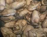 簡単☆プリプリ☆牡蠣のオイル漬け作り方8写真
