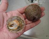 電子レンジでナミマガシワの酒蒸し作り方1写真