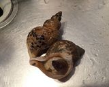 オオエッチュウバイの塩茹で作り方1写真