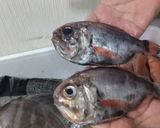 マルヒウチダイの煮付け作り方1写真