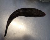 ワニゴチの煮つけ作り方1写真