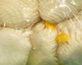ゆず香る菊花かぶ(お正月・おせちに)作り方6写真