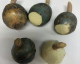 定番 くわいの煮物(おせち)作り方3写真
