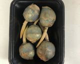 定番 くわいの煮物(おせち)作り方1写真