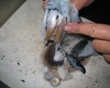 イカの塩辛　～甲イカ編～作り方12写真