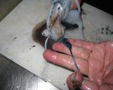 イカの塩辛　～甲イカ編～作り方11写真