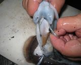 イカの塩辛　～甲イカ編～作り方9写真