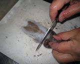イカの塩辛　～甲イカ編～作り方15写真