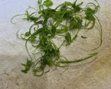究極の筑前煮作り方5写真