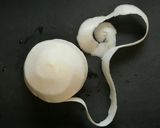 生ハムのかぶ巻き♪作り方1写真