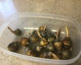 くわいの天ぷら作り方1写真