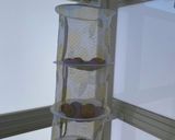 干し柿　日記〜記録用〜作り方4写真