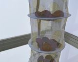 干し柿　日記〜記録用〜作り方5写真