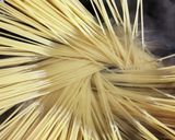簡単マヨラーが作る明太子パスタ作り方4写真