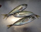 アジの塩麴焼き作り方1写真