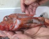 セトミノカサゴの唐揚げ作り方1写真