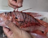 ミノカサゴの唐揚げ作り方1写真