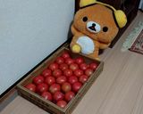 ★トマト大好きな♪私のトマトソース★作り方1写真