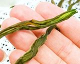乾燥さやいんげんの作り方【食品乾燥機】作り方7写真