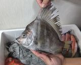カワビシャの八宝菜風作り方1写真
