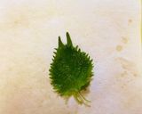明治時代のレシピ再現!まぐろ丼作り方1写真