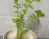 七草粥作り方7写真