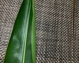月桃の葉ティー作り方1写真