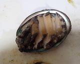 アワビのウニソース焼き作り方4写真