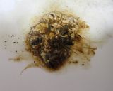 アワビのウニソース焼き作り方6写真