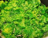 簡単副菜☆わさび菜のナムル作り方1写真