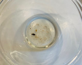 とろ〜り⭐︎白菜中華あんかけ焼きそば作り方11写真