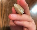 あさりご飯作り方3写真