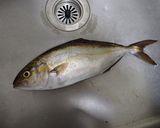 カンパチのワサビ和え作り方1写真