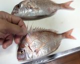 マダイとチダイの押し寿司作り方1写真