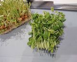 豆苗が止まらない。豆苗だけナムル作り方1写真