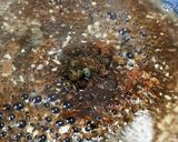 鶏せせりのケッパーソース作り方15写真