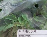 モリンガの下処理方法作り方1写真