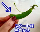 スナップえんどう　すじ取り作り方2写真