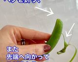 スナップえんどう　すじ取り作り方3写真