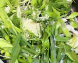ニンニク葉と、卵炒め作り方6写真