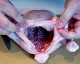 丸鶏に塩塗って焼くだけ「ローストチキン」作り方2写真