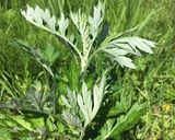★昔ながらの草餅 無添加すぐ硬くなります作り方1写真