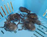 ミミイカの中華スープ作り方1写真