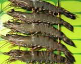 海老の塩焼き作り方3写真