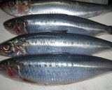 鰯のパネソティー作り方1写真