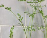 にんじんと玉ねぎと豆乳のポタージュ作り方7写真