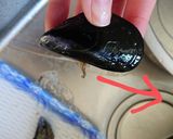 ムール貝の下処理(メモ)作り方1写真