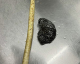 簡単ごぼうの皮むき作り方3写真