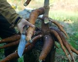 タピオカミルクティー(ガチ)作り方1写真